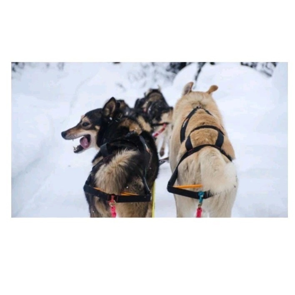 Non Stop Dog Sledding Mushing Ski Jouring Nome Stick Harness Size 5 Norway Nwt